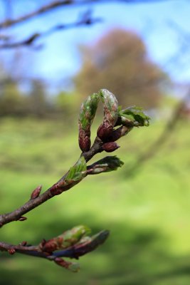Quercus robur - dub letní - jarní pučení (11)